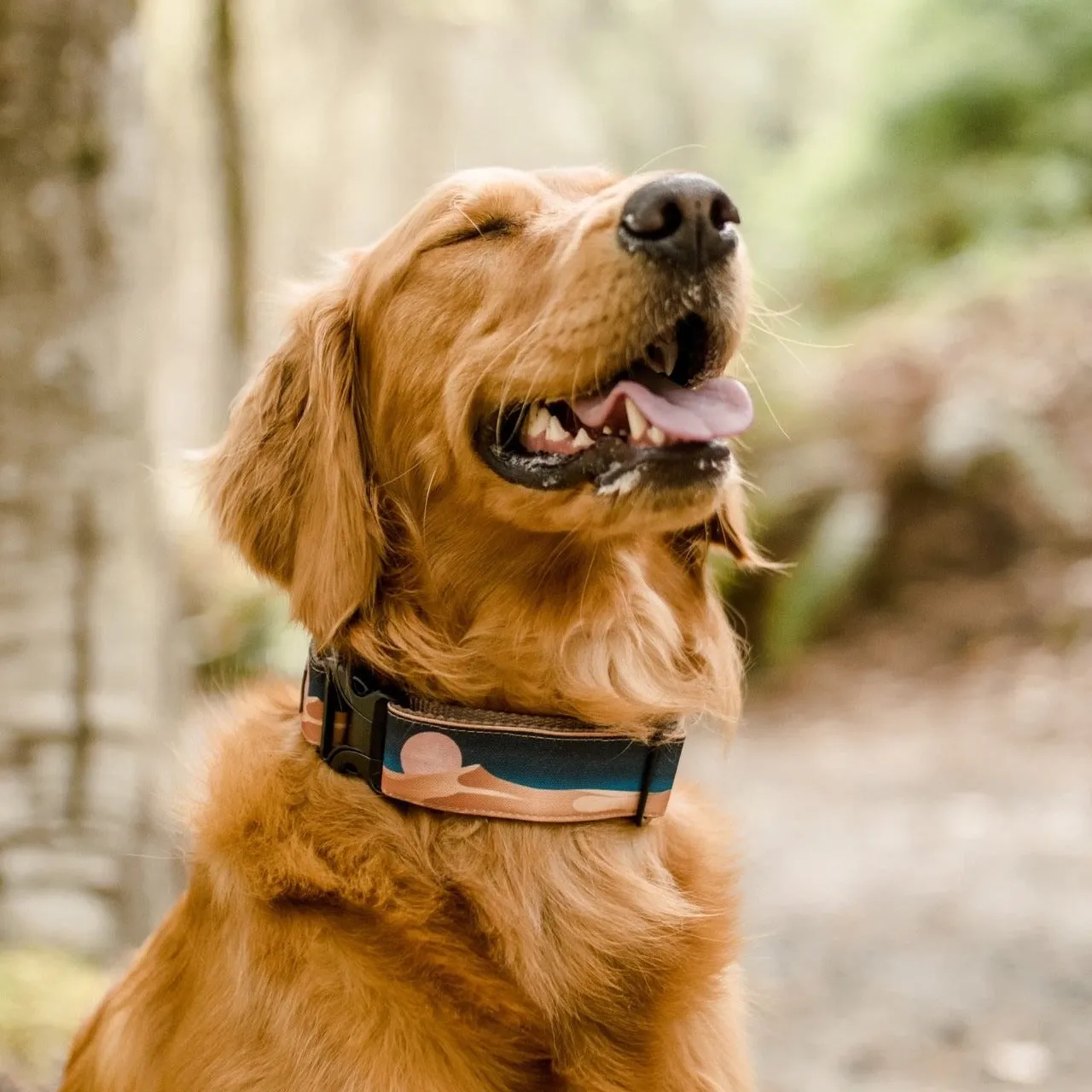 Mosca Dog Collar